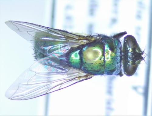 Lucilia sericata